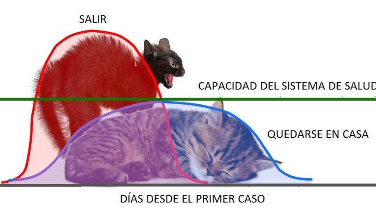 &quot;Aplanar la curva&quot; del Coronavirus, explicado con gatos