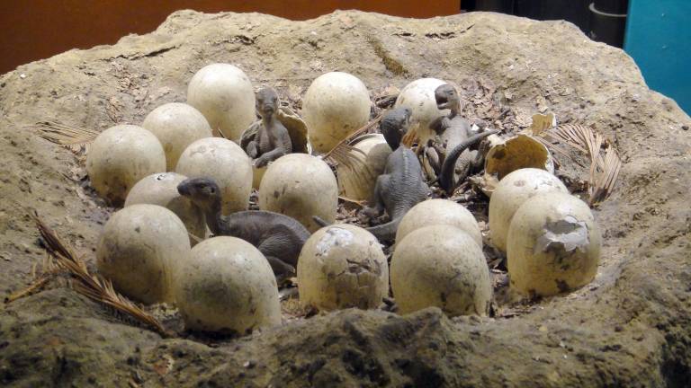 El hallazgo de 100 huevos de dinosaurio: pruebas de que vivían en colonias sociales