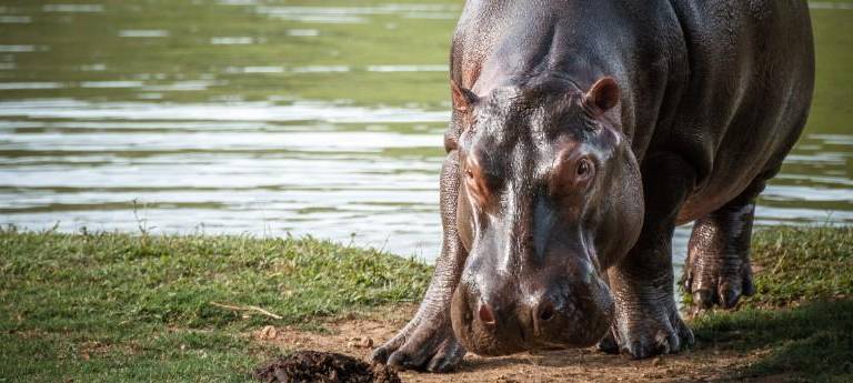 El Código ecuatoriano prohíbe la importación de fauna silvestre exótica como los hipopótamos colombianos