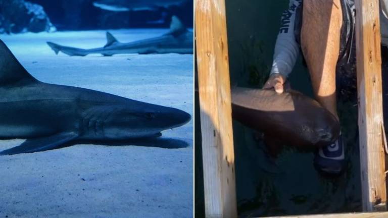 VIDEO: Tiburón muerde a hombre sin soltarlo durante 15 minutos