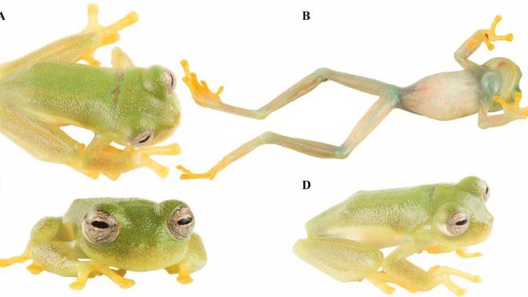 Nueva especie de rana de Ecuador, Nymphargus dajomesae, recibe nombre en honor a Neisi Dajomes