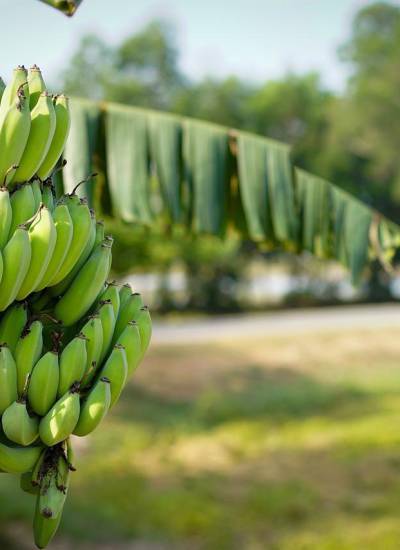 ¿Por qué comer plátano verde beneficia a nuestra salud?