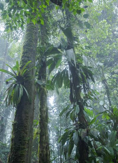 Toma que muestra parte del bosque en la provincia costera de Esmeraldas, fronteriza con Colombia.