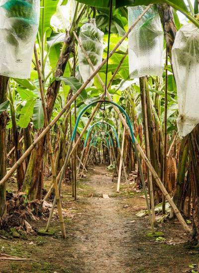 Las plantaciones de banano necesitan insumos para mejorar su productividad.