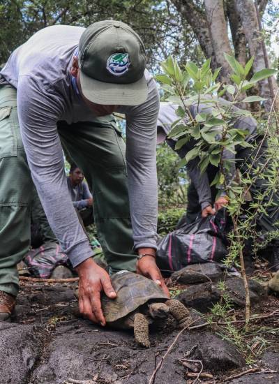 Las tortugas fueron liberadas en su hábitat natural después de haber pasado los primeros cuatro o cinco años de su vida en uno de los centros de crianza del archipiélago.