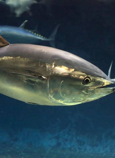 Las especies de atún Aleta Amarilla, Barrilete y Patudo son capturadas por la flota pesquera ecuatoriana.