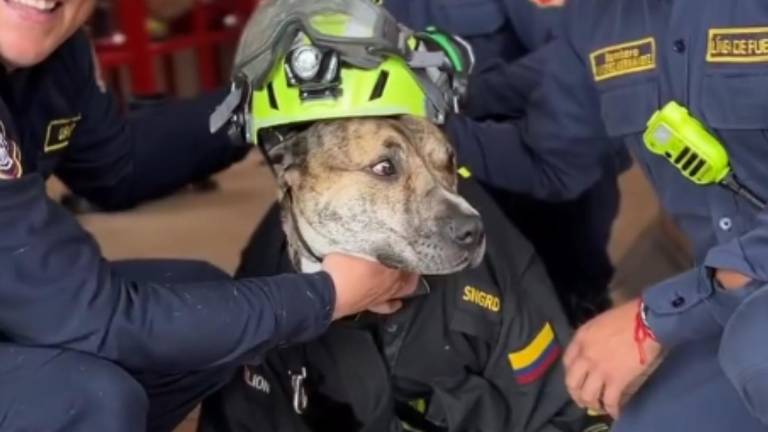 Bruno, el perro que pasó de una alcantarilla a ser miembro del Cuerpo de Bomberos en Bogotá