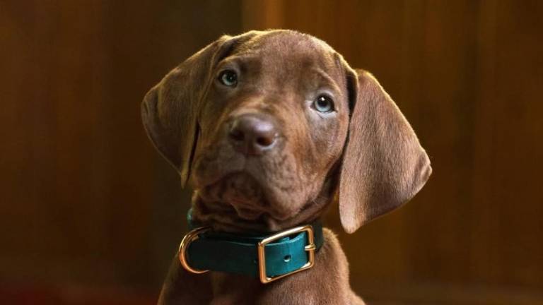 Por primera vez en la historia: Scooby-Doo será interpretado por un perro real en una nueva serie