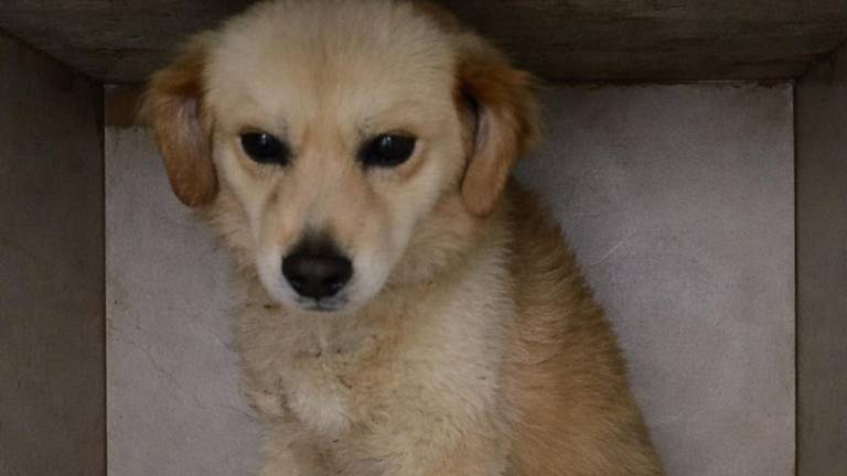 Messi lucha por su vida: perrito rescatado de maltrato en Quito necesita ayuda para cubrir sus gastos médicos