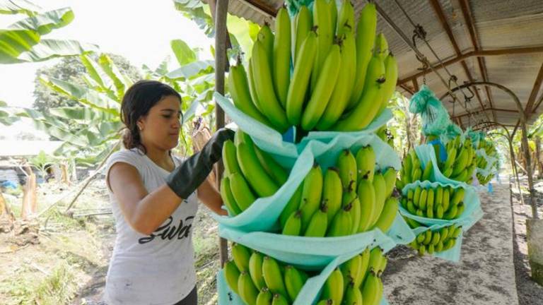 Día Internacional del Banano: Ecuador produce 1 de cada 3 que se consumen en el mundo
