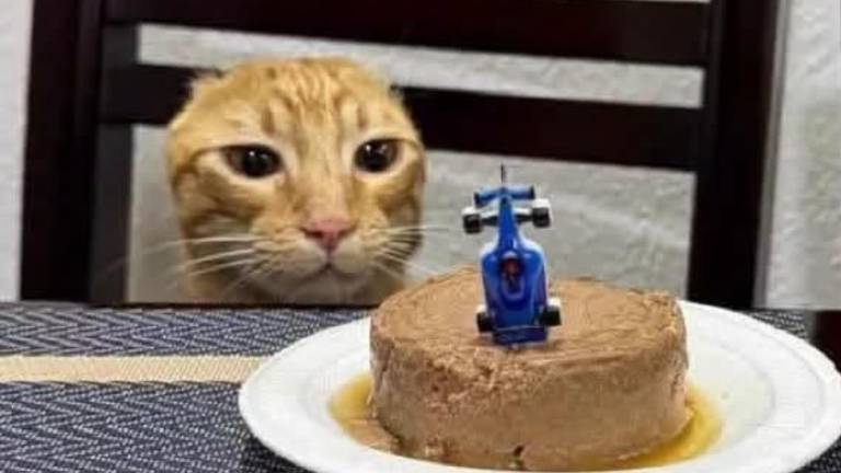 La historia de Carlos, el gato que venció al cáncer y celebró su recuperación