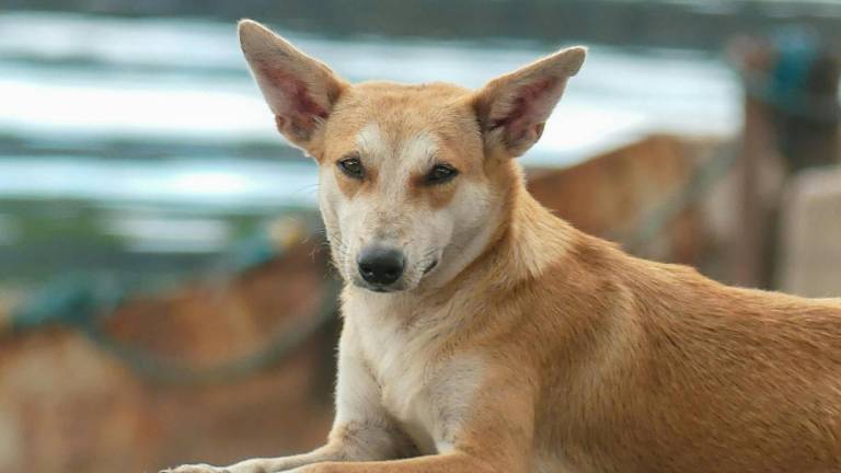 El 'perro caramelo': de las calles a ser reconocido como raza oficial