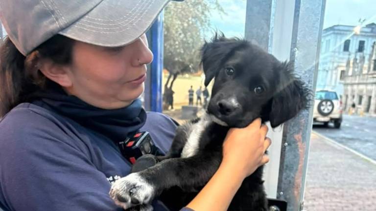Quito: rescatan a una cachorra tras registrar agresión en el sector de La Basílica