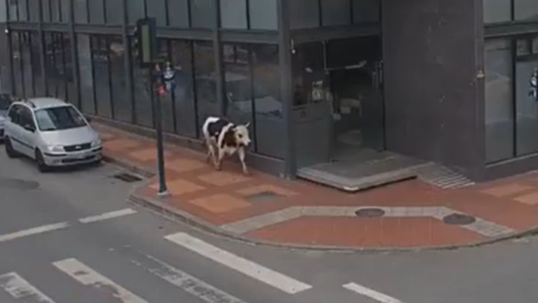Una vaca desató el caos con humor en el centro de Loja tras ingresar a una oficina de telecomunicaciones.