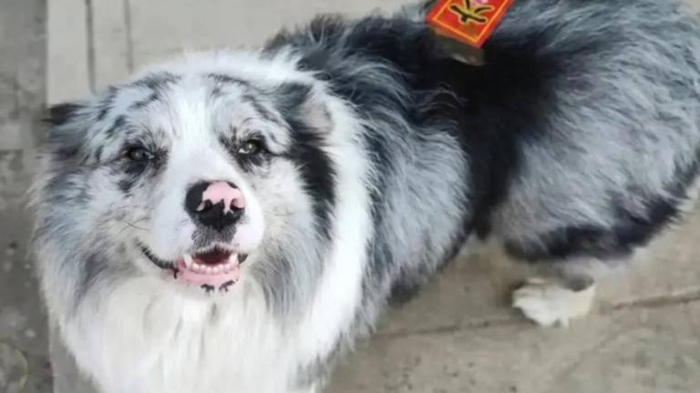 El trágico caso de Chutou, el border collie 'influencer' robado y vendido a un restaurante en China