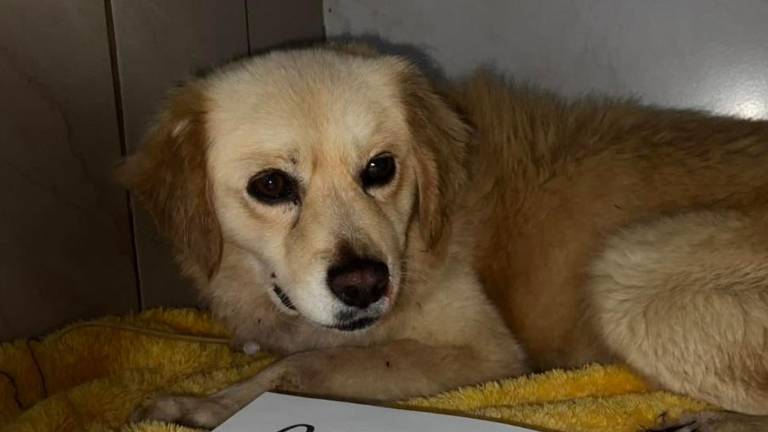 Messi necesita ayuda: organizan rifa solidaria para costear su tratamiento médico en Quito