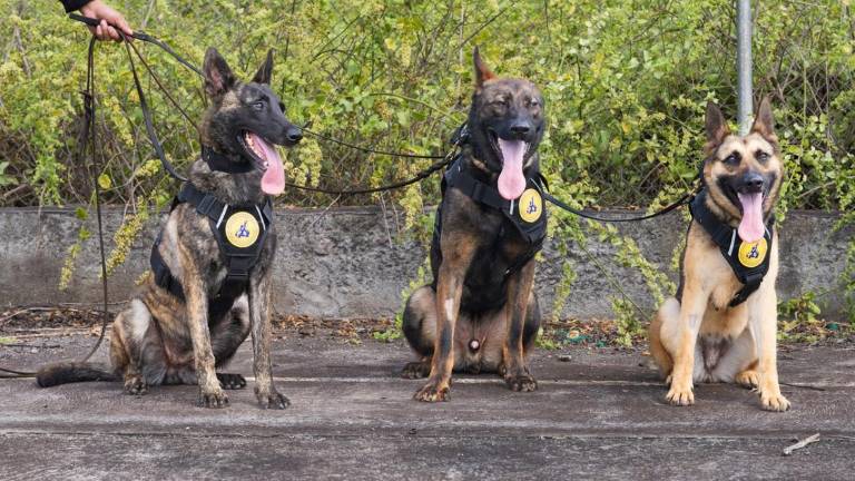 Wolf, Kup y Pinta: Los nuevos guardianes de cuatro patas que protegen Galápagos