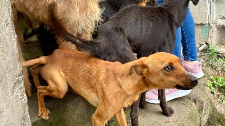 Quito: rescatan a 18 perros de una terraza en condiciones alarmantes