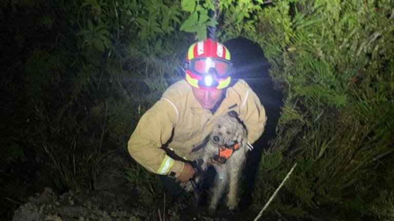 Así fue el complicado rescate de un perro que cayó a un barranco en Guagualzhumi, Cuenca