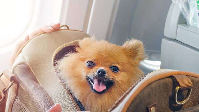 ¿Viajas al extranjero con tu mascota? Estos son los pasos y requisitos clave de Agrocalidad para salir de Ecuador