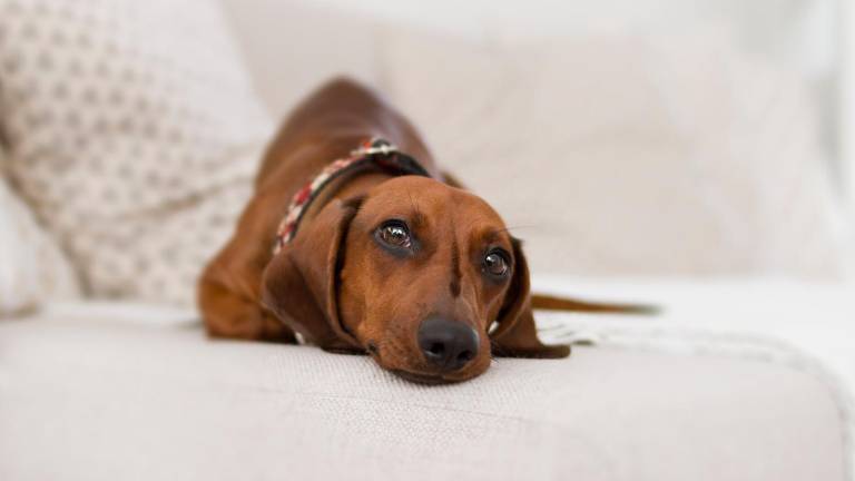 ¿Cómo saber si tu perro está estresado? nueve señales para identificar si pide distancia