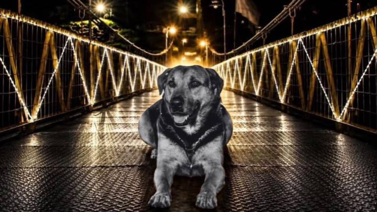 Colombia: despiden con honores a Tobby, el perro que se convirtió en símbolo de un municipio