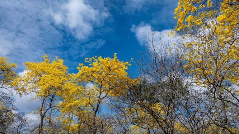 Colimes se llena de turistas por el florecimiento de los guayacanes.