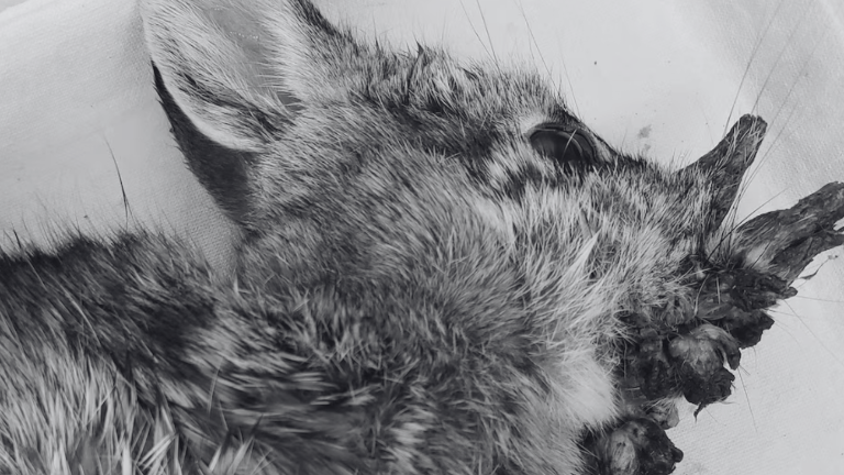 El virus detrás del extraño fenómeno de los conejos con tentáculos en Estados Unidos