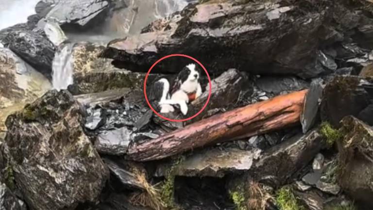 Molly, la border collie que sobrevivió siete días en una cascada tras la caída de su tutora