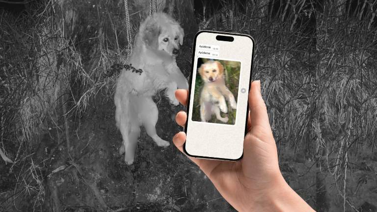 Indignación en Quito: rescatan a perrito que habría sido usado como 'piñata' en peleas clandestinas