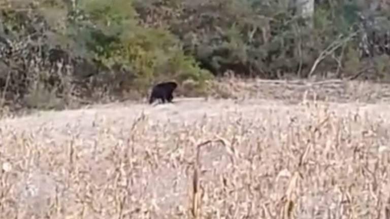 Quito: captan a oso andino huyendo del incendio forestal en el cerro Casitagua