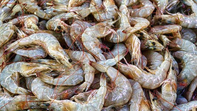 Nodavirus CMNV: el virus marino que puede causar ceguera en humanos