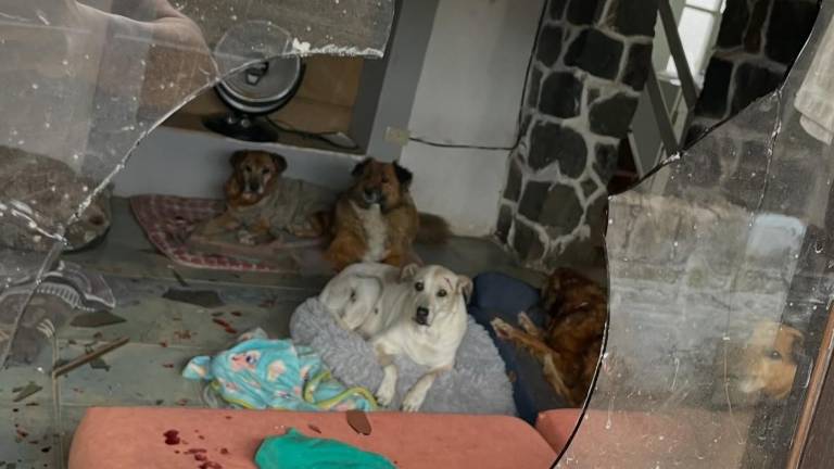 Refugio de animales en Quito denuncia ataque que dejó varios perros heridos