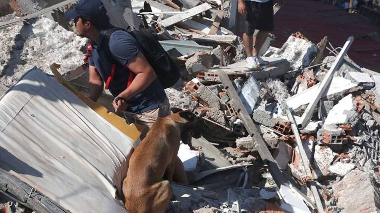 Terremoto en Colombia: recomendaciones clave para proteger a perros y gatos durante y después de un sismo