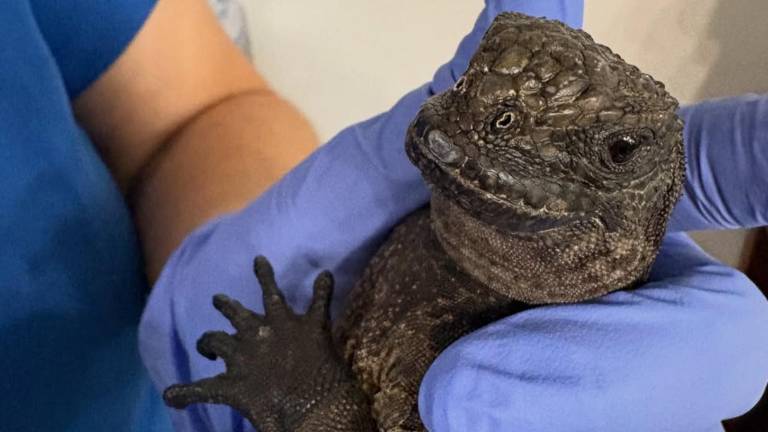 ¿Por qué aparecieron tres iguanas marinas de Galápagos en Guayaquil en esta semana?