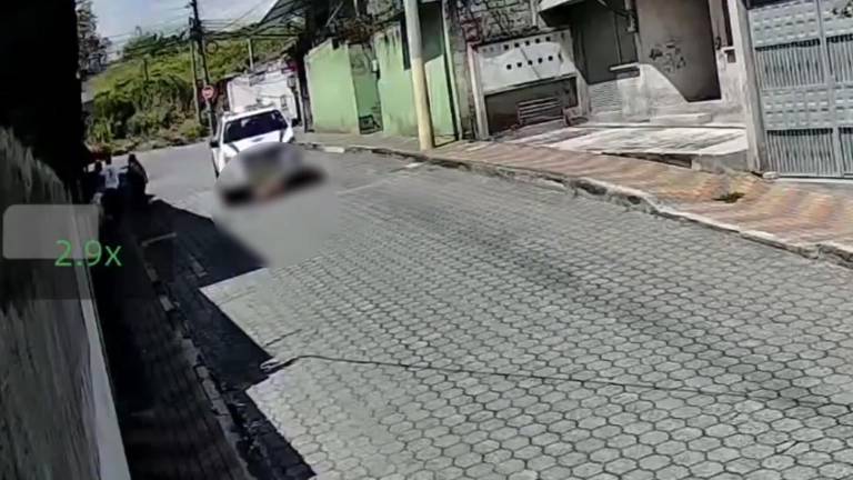 Indignación en Quito: vehículo de la AMT atropella a un perro y abren investigación