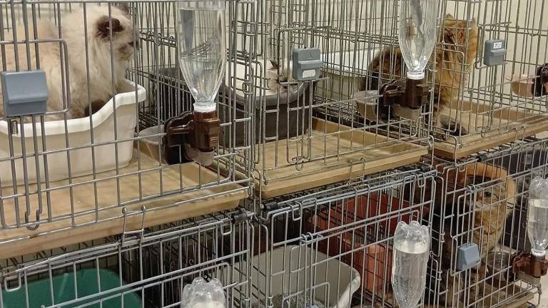 Rescatan a 25 gatos atrapados en un centro comercial tras el fuerte terremoto en Japón