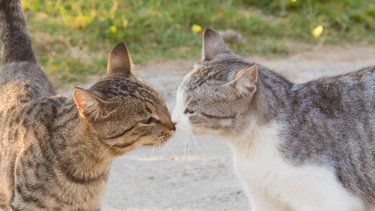 ¿Cómo hacen amigos los gatos? Estudio revela que imitan sus expresiones faciales
