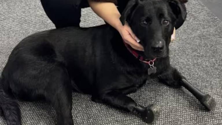 Perdió sus patas, pero no las ganas de vivir: el perro con patas de titanio que inspira a veteranos de guerra