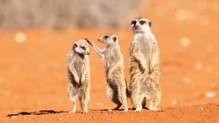 Las fotos de animales más divertidas del año: conoce a los finalistas de los Nikon Comedy Wildlife Awards 2026