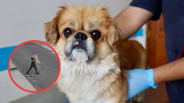Rescatan a perro en Quito luego de supuesta agresión por la pareja de su tutora