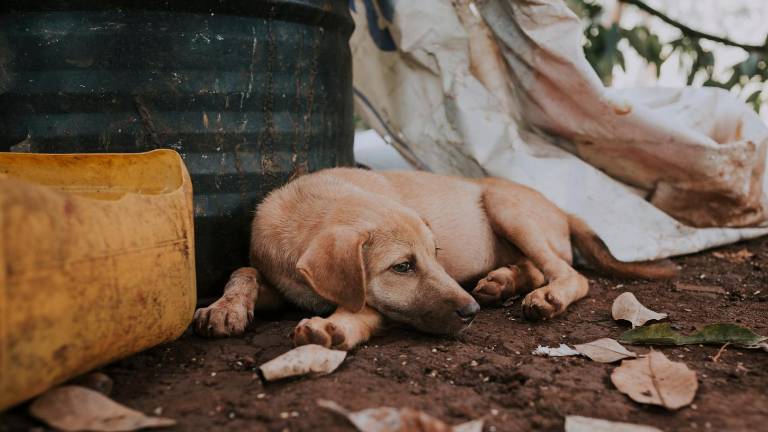 Abandono de perros en Ecuador: causas principales y su impacto en la salud pública
