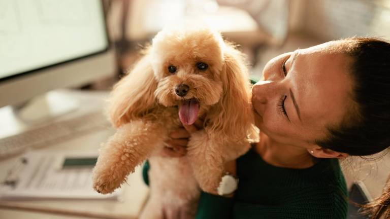 ¿Tu perro es apto para acompañarte a la oficina? Esto debes evaluar antes de llevarlo a tu jornada laboral