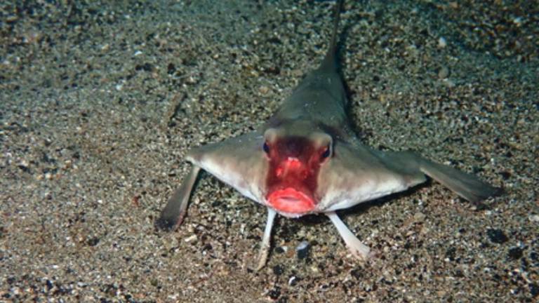 El pez murciélago de labios rojos: el misterioso habitante de las profundidades de Galápagos