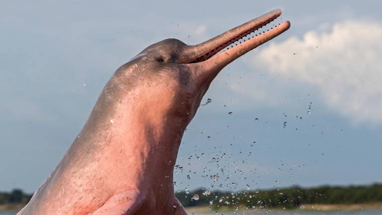 Delfín rosado y tucuxi en alto riesgo de extinción en Ecuador, advierte estudio científico
