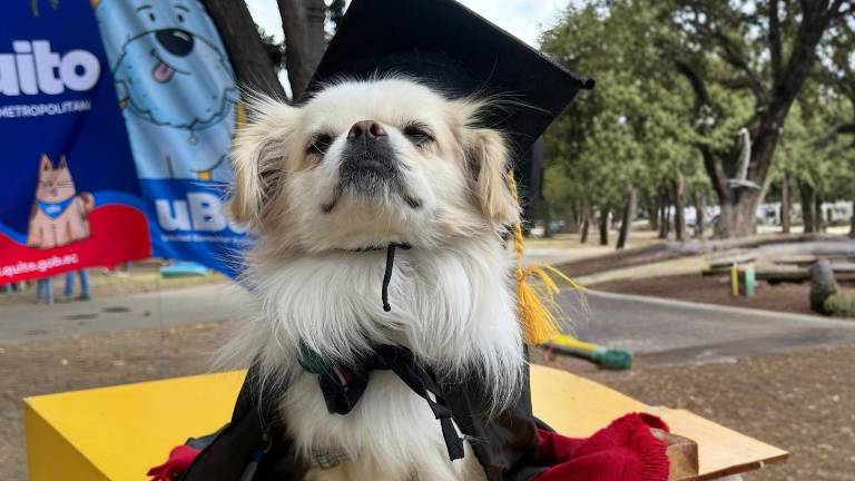 Escuela gratis para perros en Quito: fechas, requisitos y qué aprenderán en 'El Club de Firu'