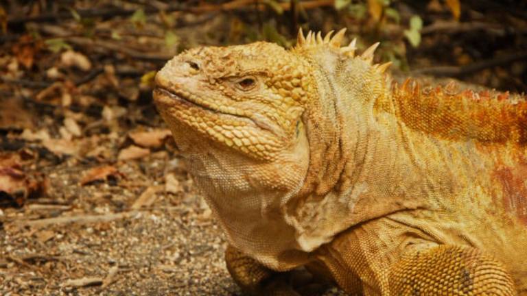 Hallan una iguana terrestre fuera de su entorno habitual en la isla San Cristóbal en Galápagos