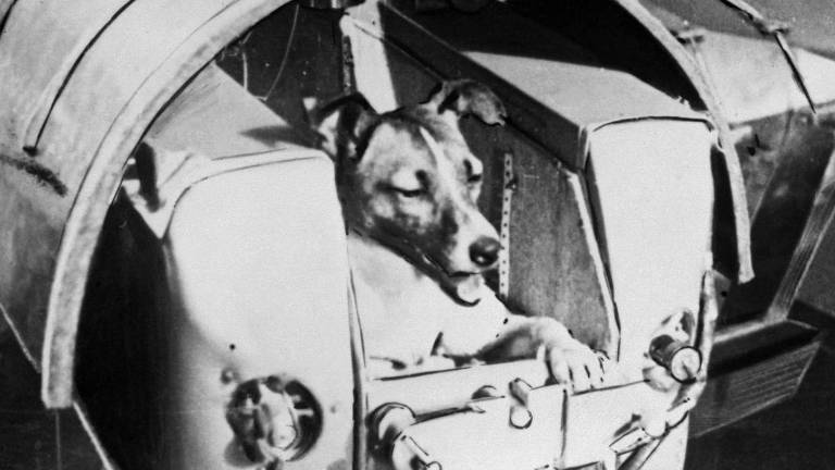 Laika: la perra callejera que falleció al ser enviada al espacio