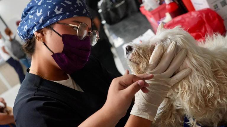 Lluvias en Guayaquil: 6 de cada 10 mascotas presentan enfermedades por el clima