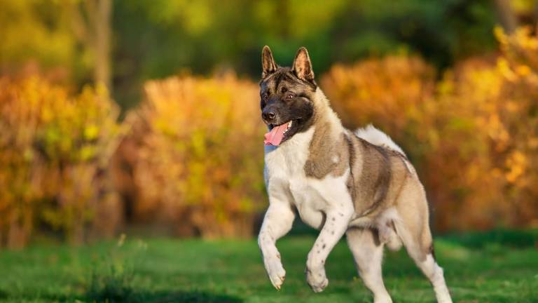 Cinco perros que destacan como guardianes y protectores familiares